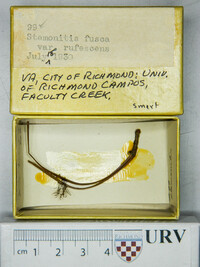 Stemonitis fusca image