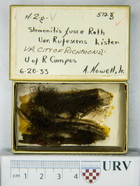 Stemonitis fusca image