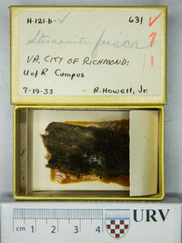 Stemonitis fusca image