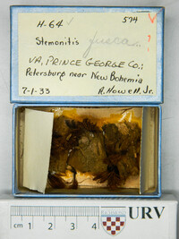 Stemonitis fusca image