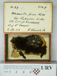 Stemonitis fusca image