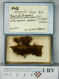 Stemonitis fusca image