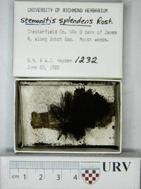 Stemonitis splendens image