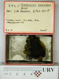 Stemonitis splendens image