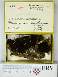 Stemonitis splendens image