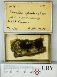 Stemonitis splendens image