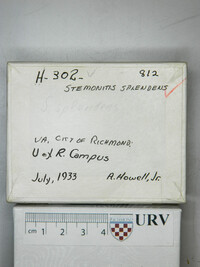 Stemonitis splendens image