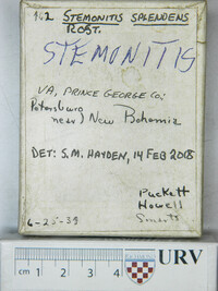 Stemonitis splendens image