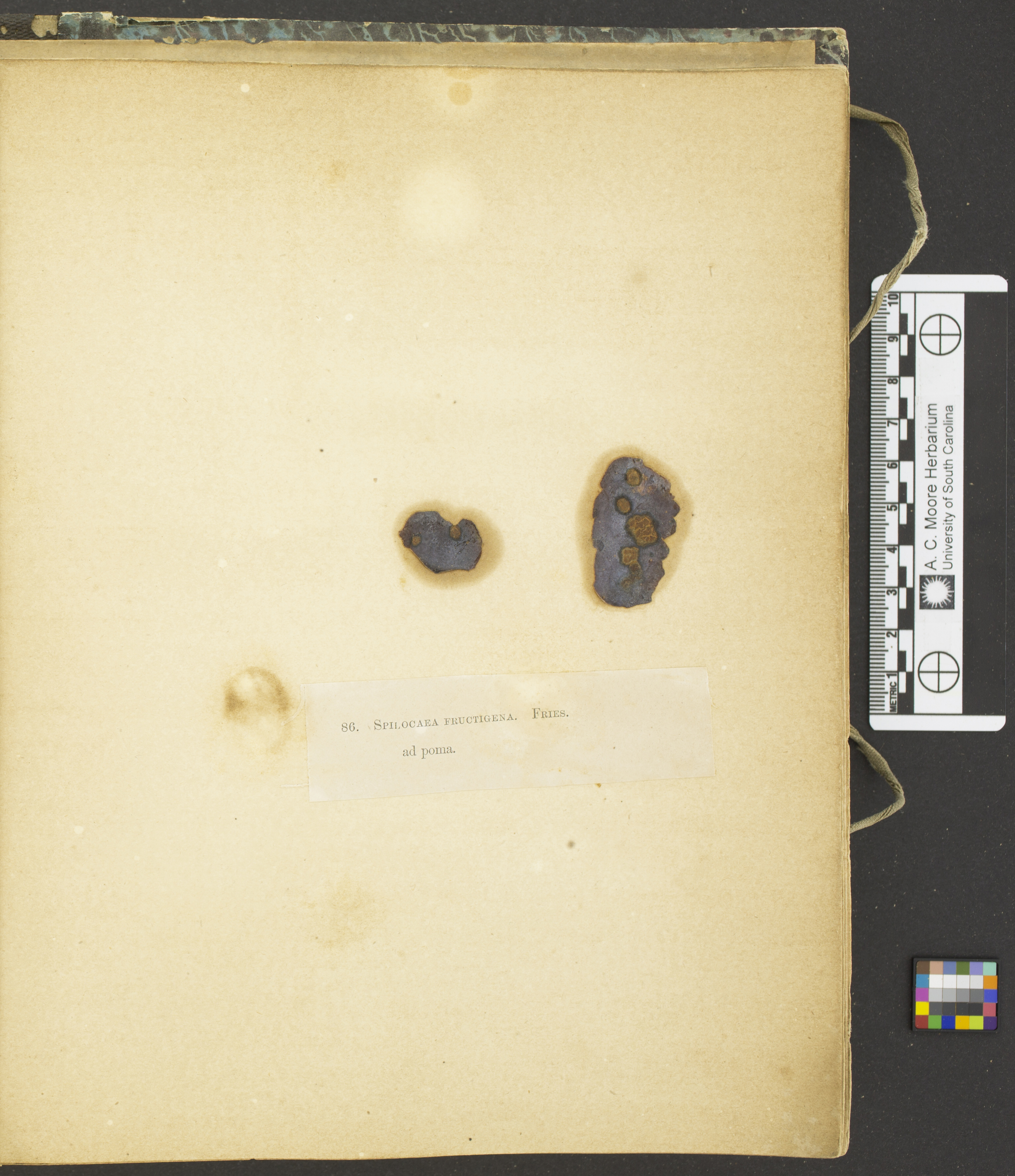 Spilocaea