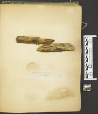 Antrodia albida image