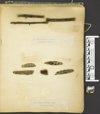 Apioporthe vepris image