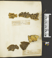 Laxitextum bicolor image