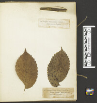 Sclerophomella verbascicola image