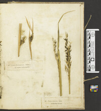 Uredo segetum image
