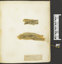 Thumbnail image of current specimen