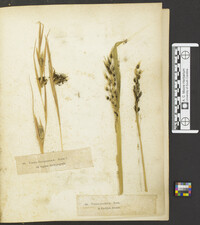 Uredo segetum image