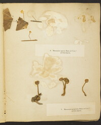 Marasmius spongiosus image