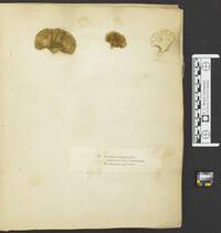 Thumbnail image of current specimen
