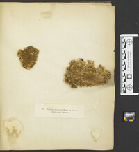 Hydnum laeticolor image