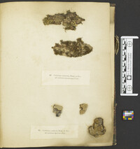 Corticium ceraceum image