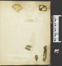 Aleurodiscus oakesii image