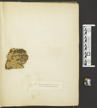 Steccherinum ciliolatum image