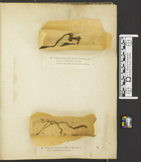 Ophiocordyceps ravenelii image
