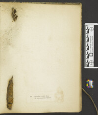 Haplotrichum curtisii image