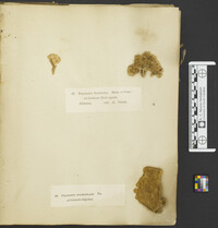 Sarcodontia spumea image