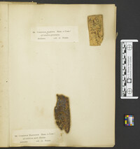 Leucogyrophana olivascens image