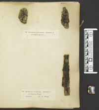 Hypoxylon perforatum image