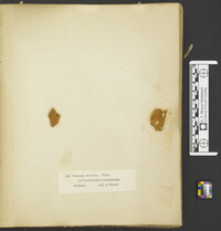 Hypomyces aurantius image