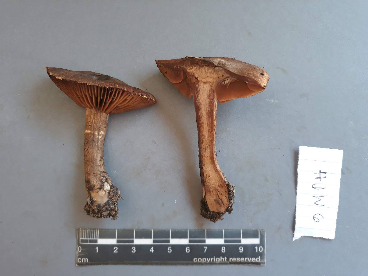 Cortinarius brunneus image
