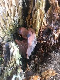 Gyromitra infula image