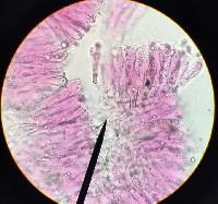 Trichaptum abietinum image