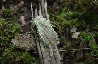 Akanthomyces aculeatus image