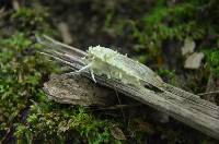 Akanthomyces aculeatus image