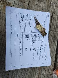 Akanthomyces aculeatus image