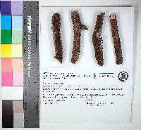 Image Associated With the Occurrence