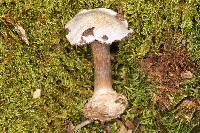Cortinarius obliquus image