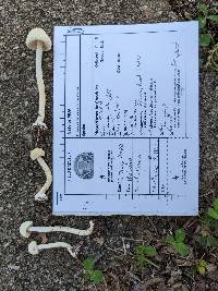 Agrocybe retigera image