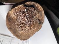 Inocutis dryophila image