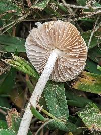 Agrocybe retigera image
