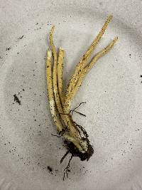 Clavaria amoenoides image