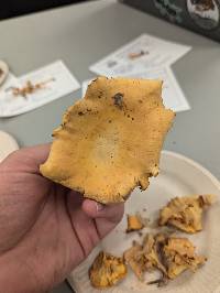 Cantharellus flavolateritius image