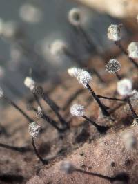 Seifertia azaleae image