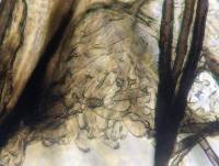 Seifertia azaleae image