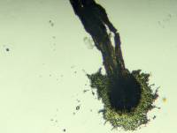 Seifertia azaleae image