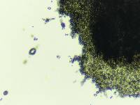 Seifertia azaleae image