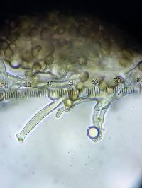 Seifertia azaleae image